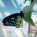 Cairns Birdwing Butterfly