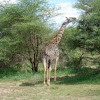 Jirafa. Giraffe