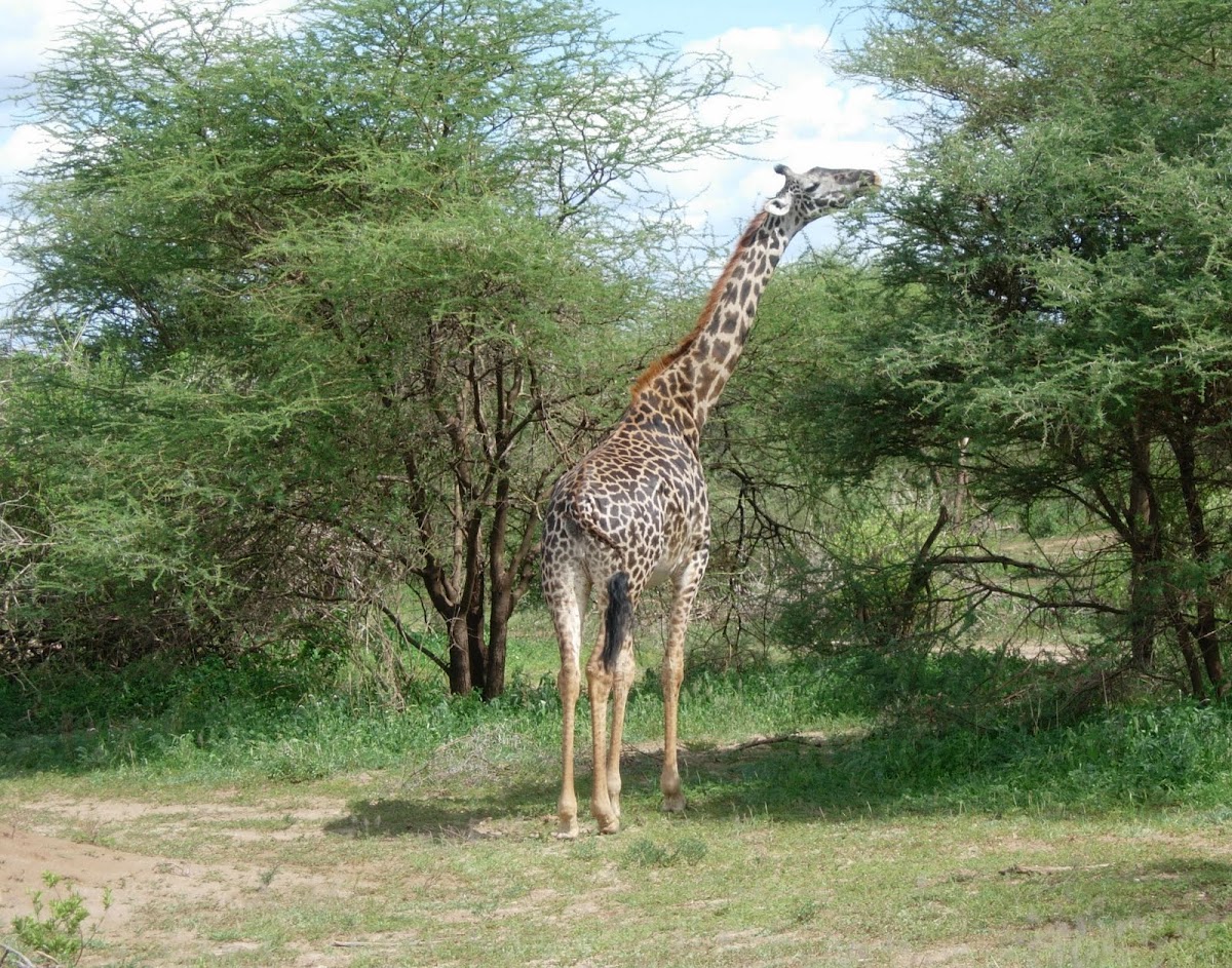 Jirafa. Giraffe