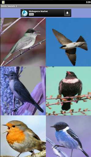 Birds Sounds 2 اصوات الطيور