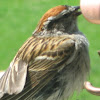 chiping sparrow