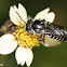 cuckoo bee