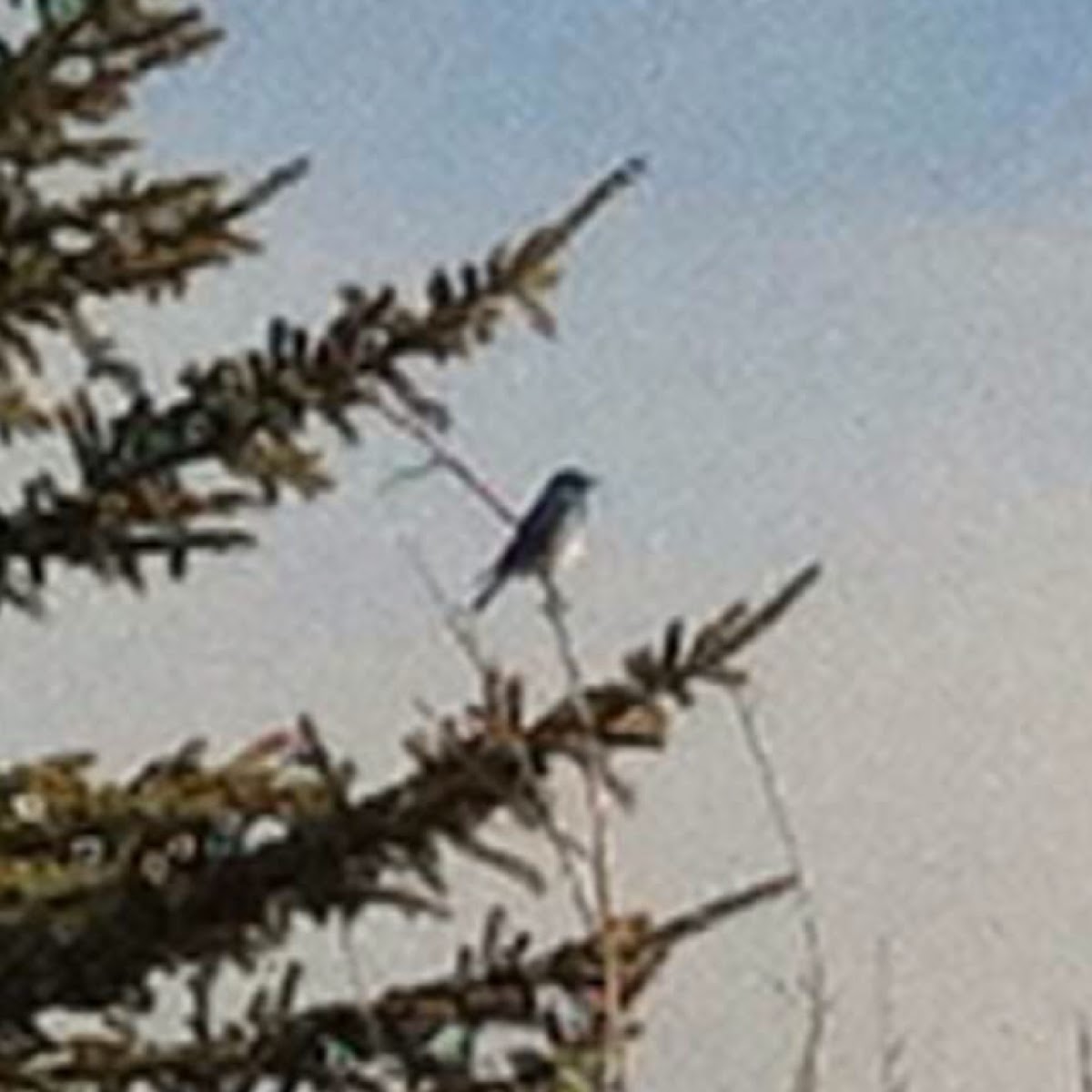 Mountain Bluebird