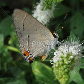 Mint and Butterfly by Jennifer Wheatley-Wolf - Animals Insects & Spiders