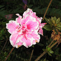 Pink Flower with White Rims
