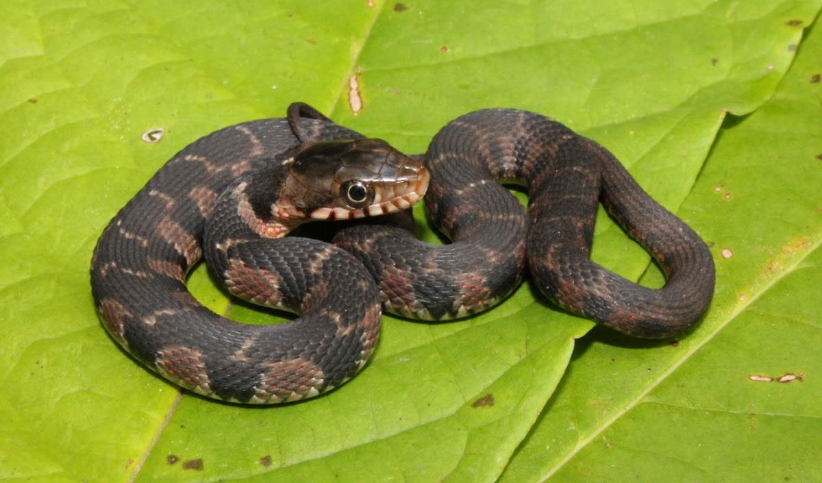 Yellow Bellied Water Snake