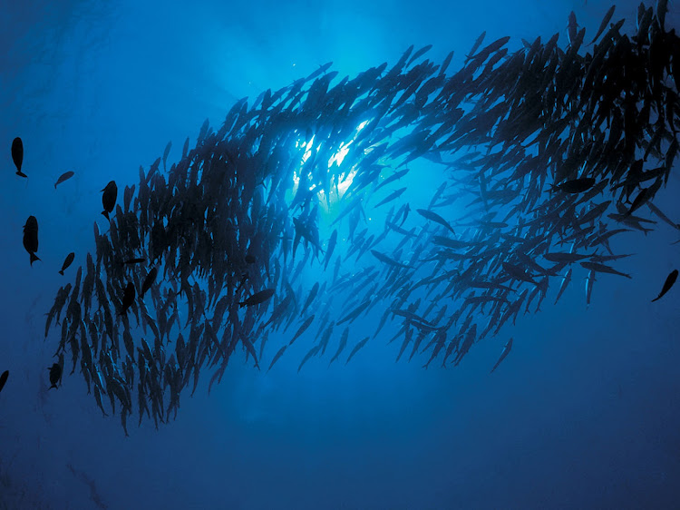 Carangues dart through the turqouise lagoons of French Polynesia, seen on a Paul Gauguin Cruise.