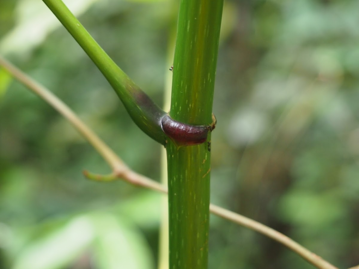 Mahang plant / Ant plant