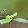Male Mosquito