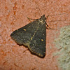 Smoky tetanolita moth
