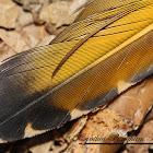 Northern Flicker tail feather
