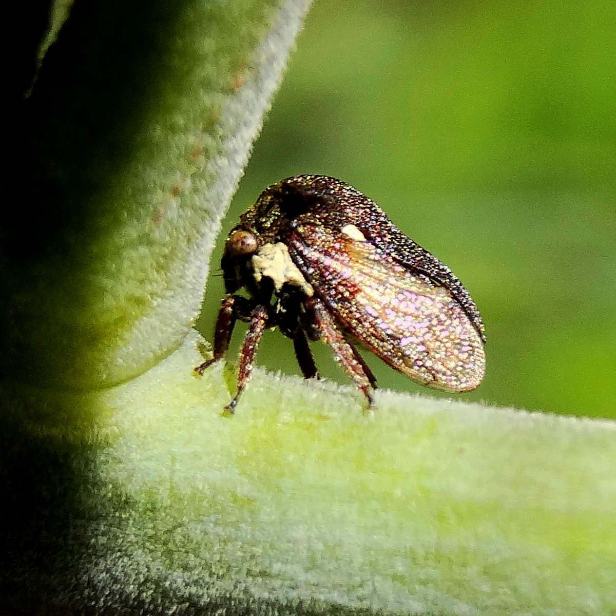 Two-horned acacia treehopper