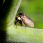 Two-horned acacia treehopper
