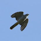 Eurasian Sparrowhawk