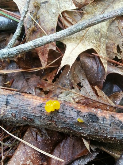 Witches butter