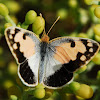 Blue-spotted Arab butterfly
