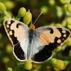 Blue-spotted Arab butterfly