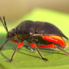 Red Legged Bug