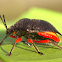 Red Legged Bug