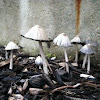 Harefoot Mushroom