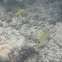Threadfin Butterflyfish