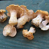 Hedgehog (sweet tooth) mushroom