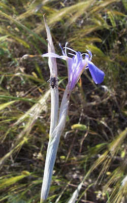 Iris sisyrinchium,
Castagnole,
Giaggiolo dei poveretti