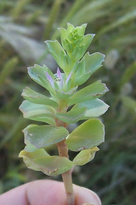 Sedum stellatum,
Borracina spinosa
