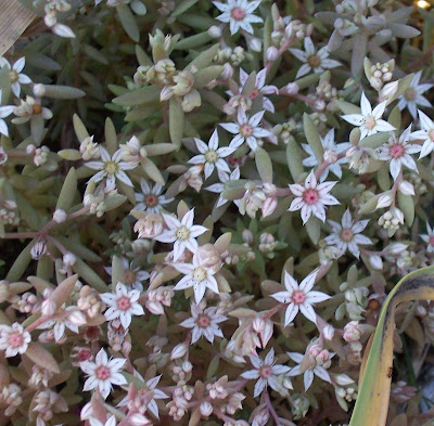 Sedum hispanicum,
Borracina glauca,
Spanish stonecrop