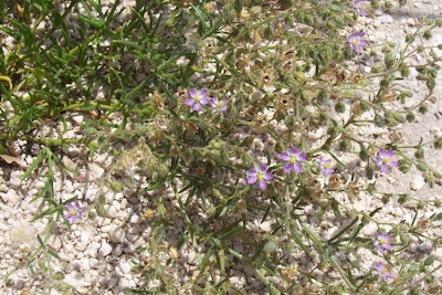 Spergularia rubra,
esparcilla encarnada,
purple sandspurry,
purple sandwort,
red sand-spurrey,
red sandspurry,
sand-spurrey,
spergulaire rouge,
Spergularia comune,
U'shba Hamra