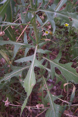 Mantisalca salmantica,
dagger flower,
dagger-flower,
Fiordaliso di Salamanca,
Mantisalca