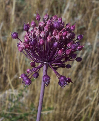 Allium ampeloprasum,
broadleaf wild leek,
Porraccio,
Wild Leek