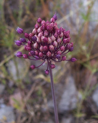 Allium ampeloprasum,
broadleaf wild leek,
Porraccio,
Wild Leek