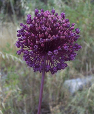 Allium ampeloprasum,
broadleaf wild leek,
Porraccio,
Wild Leek