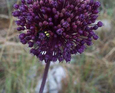 Allium ampeloprasum,
broadleaf wild leek,
Porraccio,
Wild Leek