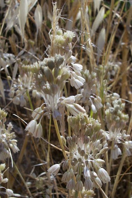 Allium pallens,
Aglio di Coppoler