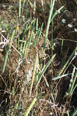 Phleum subulatum,
Codolina subulata,
Italian timothy,
Mediterranean Catstail