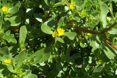 Portulaca oleracea,
akulikuli-kula,
beldroega,
common purslane,
duckweed,
garden purslane,
ghol,
little hogweed,
little-hogweed,
ma chi xian,
Porcellana comune,
Portulak,
pourpier,
pourpier maraîcher,
purslane,
pursley