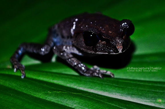 Java Spadefoot Toad | Project Noah