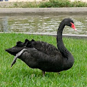 Cisne Negro / Black Swan