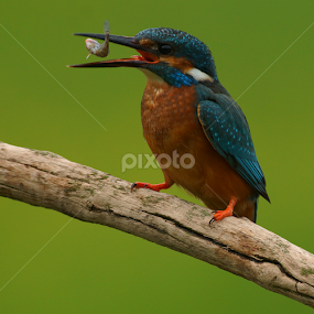 Kingfisher turning a fish to eat. by Bob Rawlinson - Animals Birds