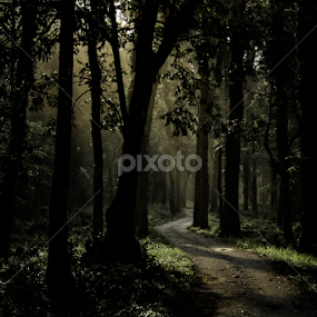 by Sudeshna Ritu Sarkar - Landscapes Forests