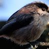 Long-tailed tit; Mito