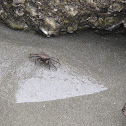 Mystery Crab