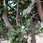 Macadamia Nut Trees