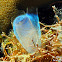 Blue Club Tunicate