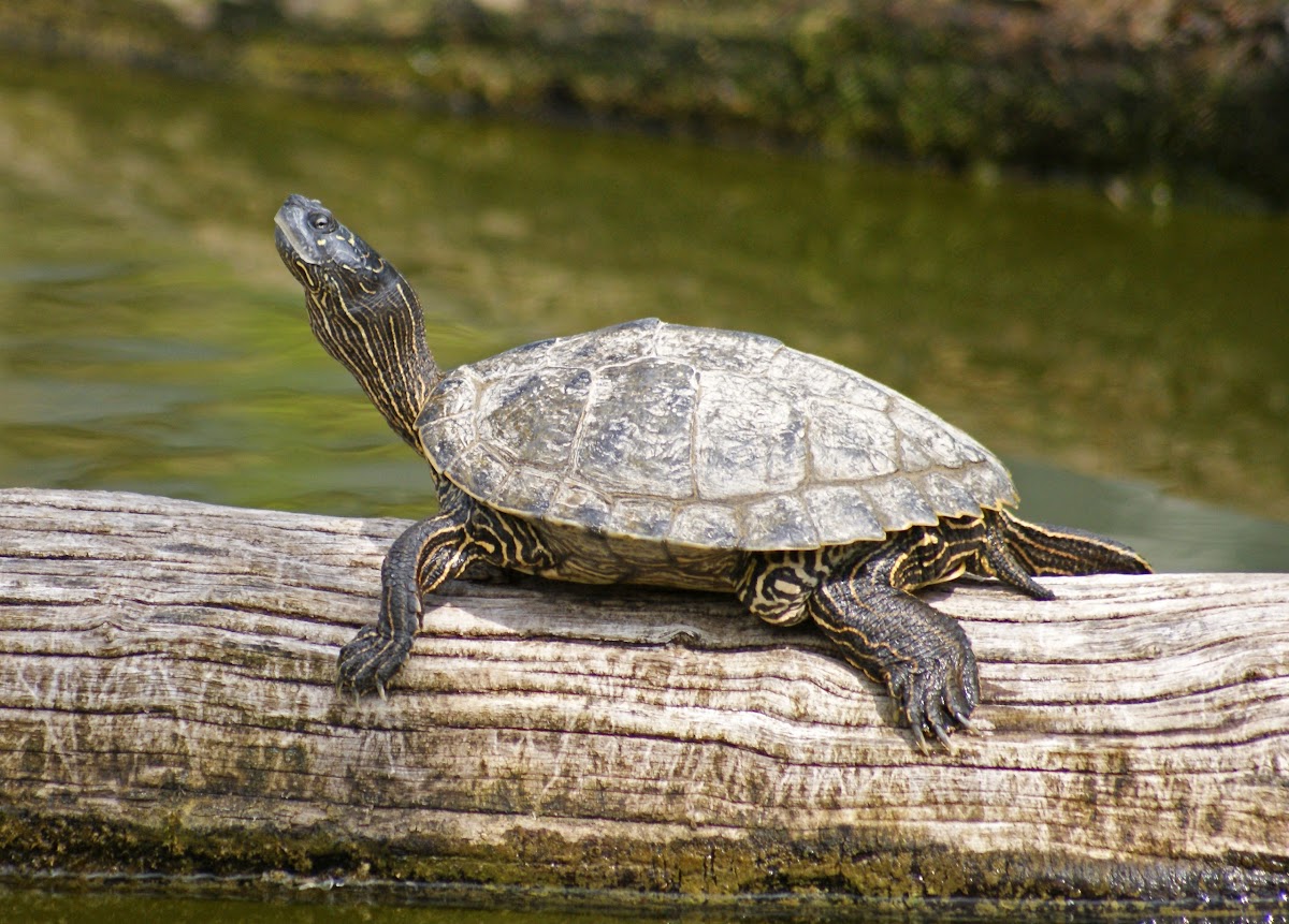 Common Map Turtle Project Noah