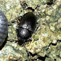 Harvestman,Darkling Beetle and Common Woodlouse