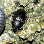 Harvestman,Darkling Beetle and Common Woodlouse