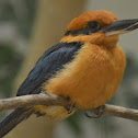 Micronesian kingfisher